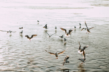 a flock of seagulls hunt in the water