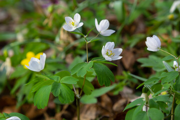 Anemone nemorosa flowers in the forest in a sunny day. Wild anemone, windflowers, thimbleweed