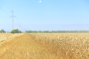 Golden wheat landscape on agriculture field