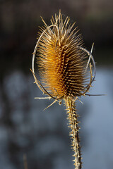 Teasels Dipsacus, Sunlit with Sunshine. Sunny wild teasle head, copy space in the background