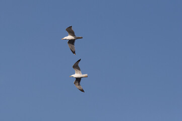 Gaviotas, Costa Brava, Mar Mediterráneo., Portbou, Cataluña. España