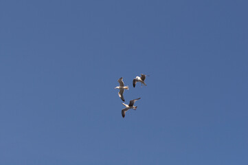 Gaviotas, Costa Brava, Mar Mediterráneo., Portbou, Cataluña. España