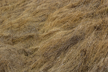 Dry grass, crushed by wind and rain, lies in a field. Yellow dead grass, natural background