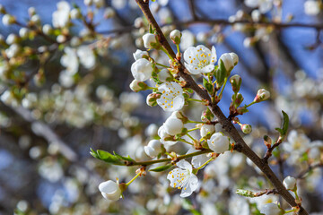 Spring blossoms of Spreading Plum tree, Prunus divaricata, white flowers blooming during Spring Sakaru season. Macro closeup