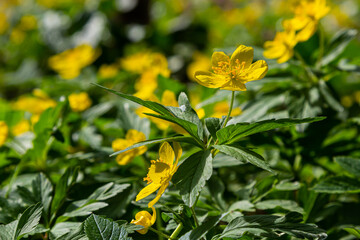 Anemone ranunculoides, the yellow anemone, yellow wood anemone or buttercup anemone