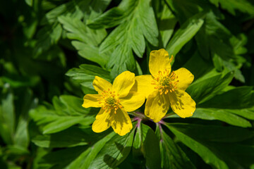 Anemone ranunculoides, the yellow anemone, yellow wood anemone or buttercup anemone