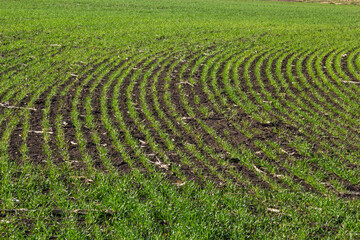 Young wheat seedlings growing in a soil. Agriculture and agronomy theme. Organic food produce on field. Natural background