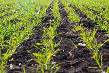 Young wheat seedlings growing in a soil. Agriculture and agronomy theme. Organic food produce on field. Natural background