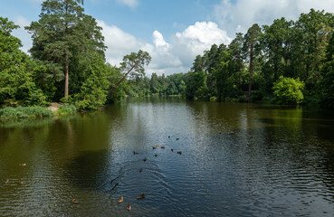 Fototapeta na wymiar Pond with ducks