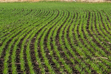 Young wheat seedlings growing in a field. Young green wheat growing in soil