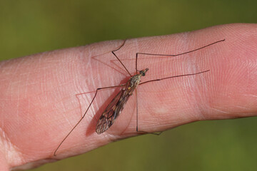 Male Crane fly Tipula rufina resting on a finger. Non biting!, Folded wings. Family Crane flies (Tipulidae).  Spring, Dutch garden, Netherlands.