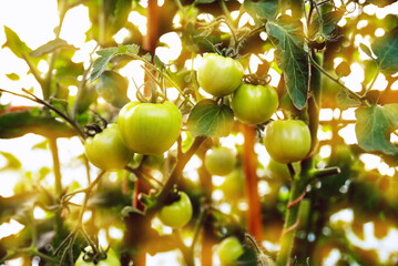 Young green tomatoes grow in a greenhouse in the garden, tomato plantation, evening sunlight. selective focus, soft focus. Background.
