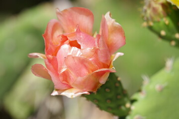 Rosafarbene Kaktusblüte in Kalifornien