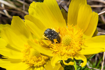 Oxythyrea funesta on blooming adonis flower, Spring background, honey bee pollinating wild yellow flower