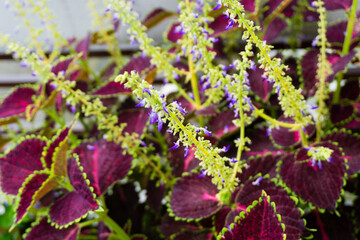 A closeup shot of Coleus scutellarioides, commonly known as coleus, is a species of flowering plant in the family Lamiaceae, native to southeast Asia through to Australia.