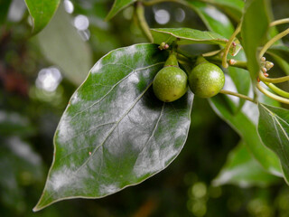A close up shot of camphor laurel leaves. Cinnamomum camphora is a species of evergreen tree that...