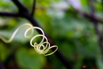 Vine, climbing plant tendrils isolated in an Indian garden with out of focus in natural settings.