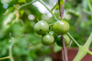 Fototapeta premium A closeup shot of raw cherry tomatoes. its is a type of small round tomato believed to be an intermediate genetic admixture between wild currant-type tomatoes and domesticated garden tomatoes.
