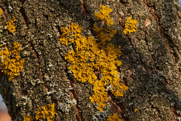 Wall Xanthoria (lat. Xanthoria parietina) is a lichen of the Telochistaceae family, a species of the Xanthoria genus on the bark of a tree.