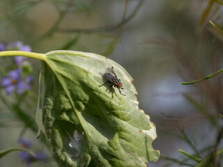 Fly with red eyes over a single green leaf