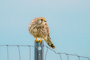Der Turmfalke (Falco tinnunculus) 