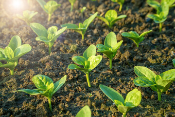 Seedlings sprouting in the sun