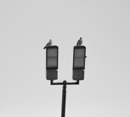 Two doves and 2 public lights, black and white