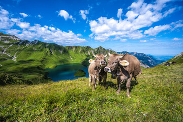 Kühe am Liebkosen und Putzen