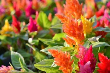 ウモウゲイトウ 'キモノ'シリーズ 7