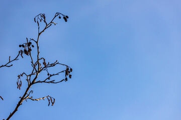 Alder tree Alnus branches and small cones catkins at autumn/winter/spring at blue sky background at left side. Alder twig dry cones and catkins at early spring sunny day