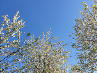 Blühende Bäume im Frühling in Mülheim-Ruhr