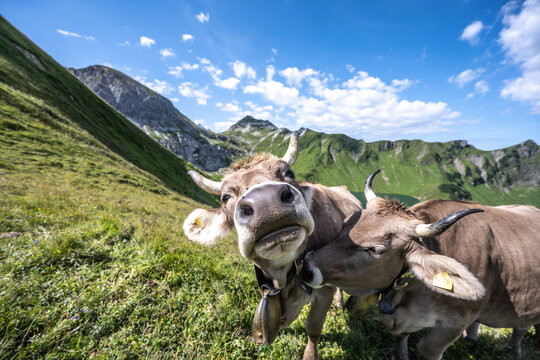 K&uuml;he am Liebkosen und Putzen