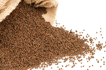 Perilla seeds isolated on white background 
