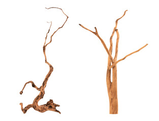 Tree roots isolated on white background with clipping path.
