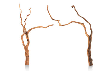 Tree roots isolated on white background with clipping path.