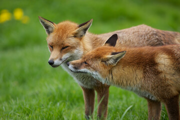 Naklejka na ściany i meble Pair of Red Foxes (Vulpes vulpes)