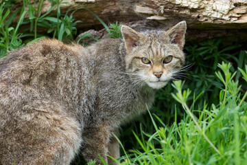 Naklejka na ściany i meble Scottish Widlcat (felis silvestris)