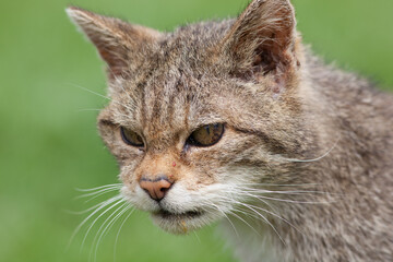 Scottish Widlcat (felis silvestris)