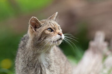 Obraz premium Scottish Widlcat (felis silvestris)