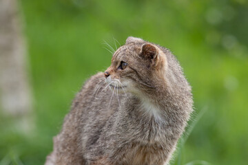 Scottish Widlcat (felis silvestris)