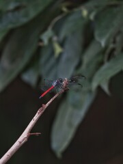 the asiatic blood tail dragonfly on a branch