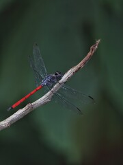the asiatic blood tail dragonfly on a branch