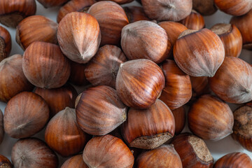 Hazelnuts in the shell. Round filbert, ripe fruit of a Corylus avellana hazel shrubs.