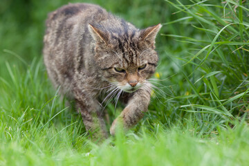 Scottish Widlcat (felis silvestris)