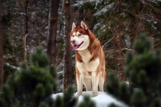 Cute beautiful red husky dog in the forest landscape of a coniferous winter forest.