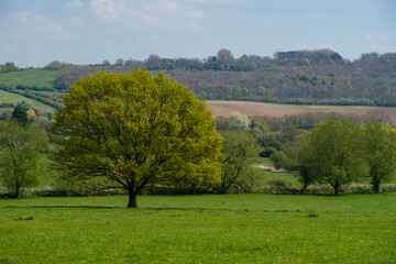 a lone beech tree in a grass meadow field in spring sunshine