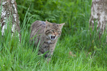 Naklejka premium Scottish Widlcat (felis silvestris)