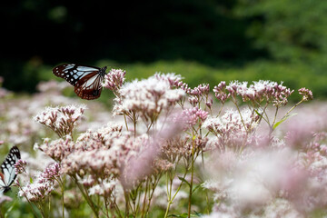 渡をする蝶で知られるアサギマダラの舞う里