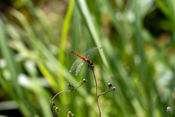 赤とんぼがいる秋の里山風景