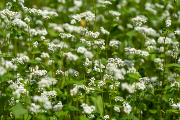 白い花が咲くソバ畑